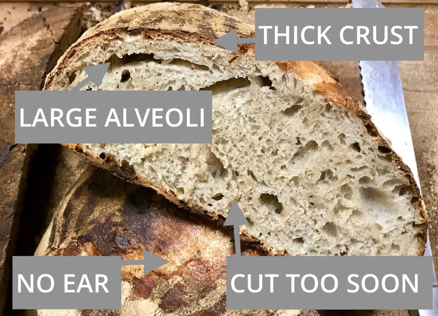 bánh mì sourdough vỏ dày nướng không đủ hơi nước